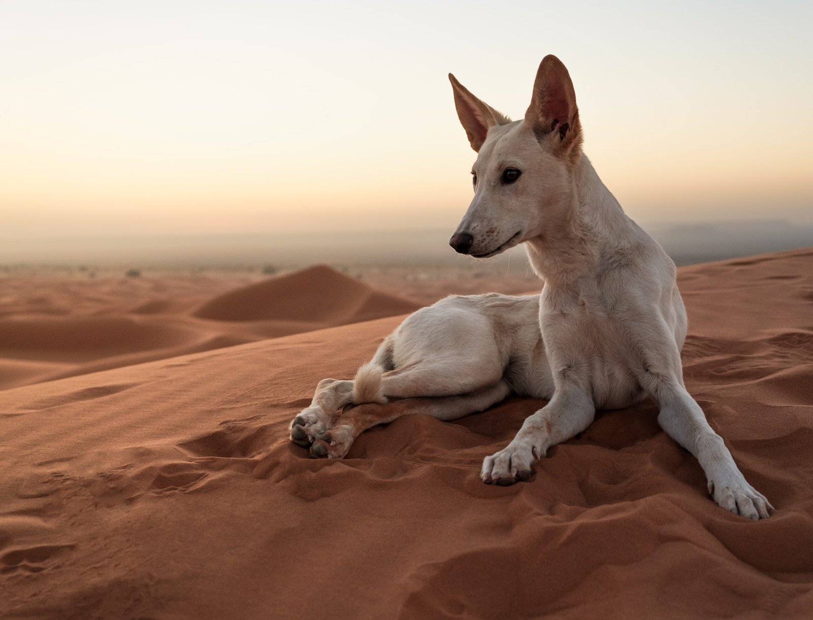 emirates kennel club united arab emirates home image